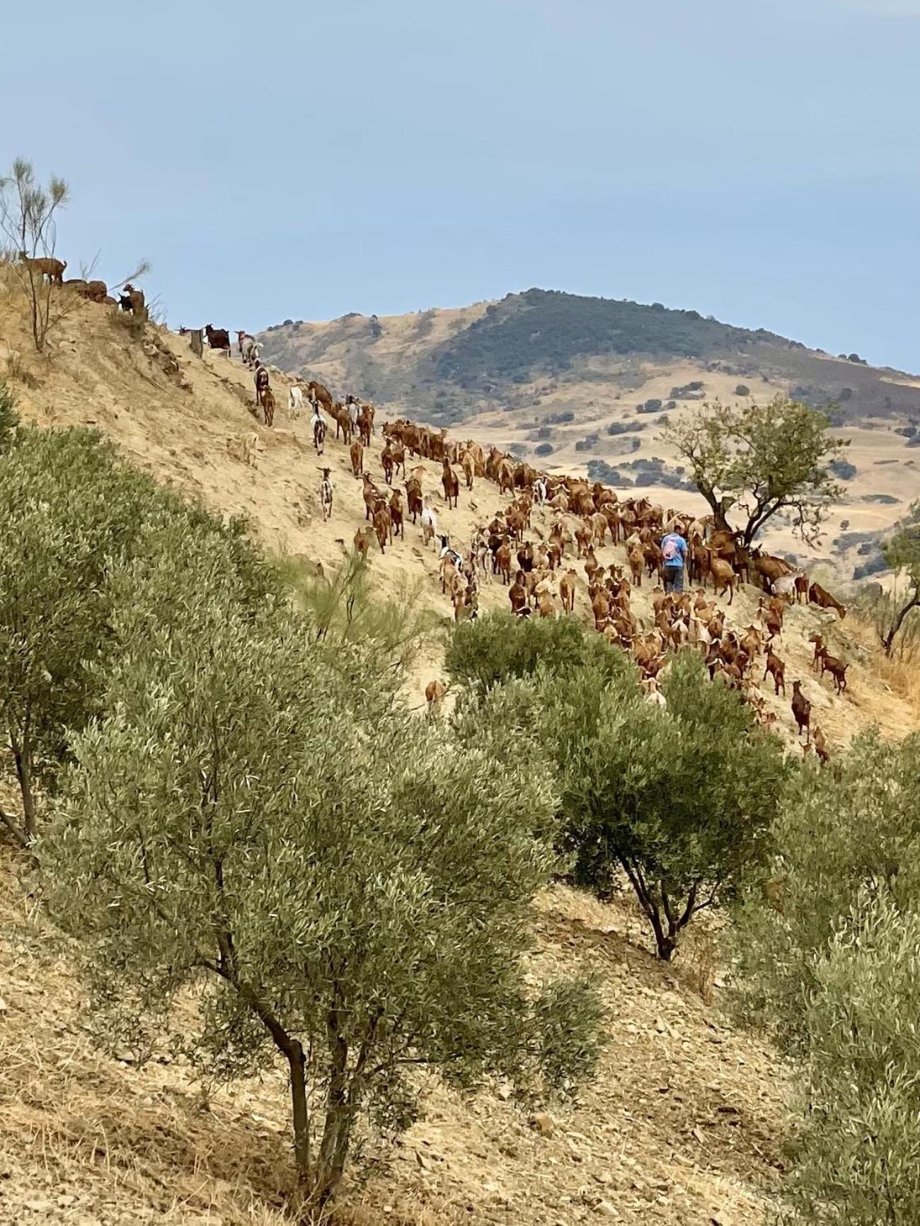 Finca El Sueno Andaluz Villanueva de la Concepción Екстериор снимка